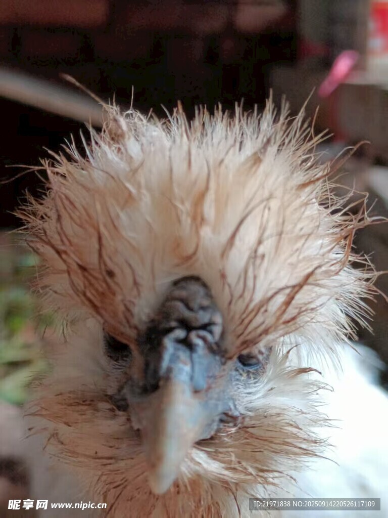 蓬松小鳥特寫