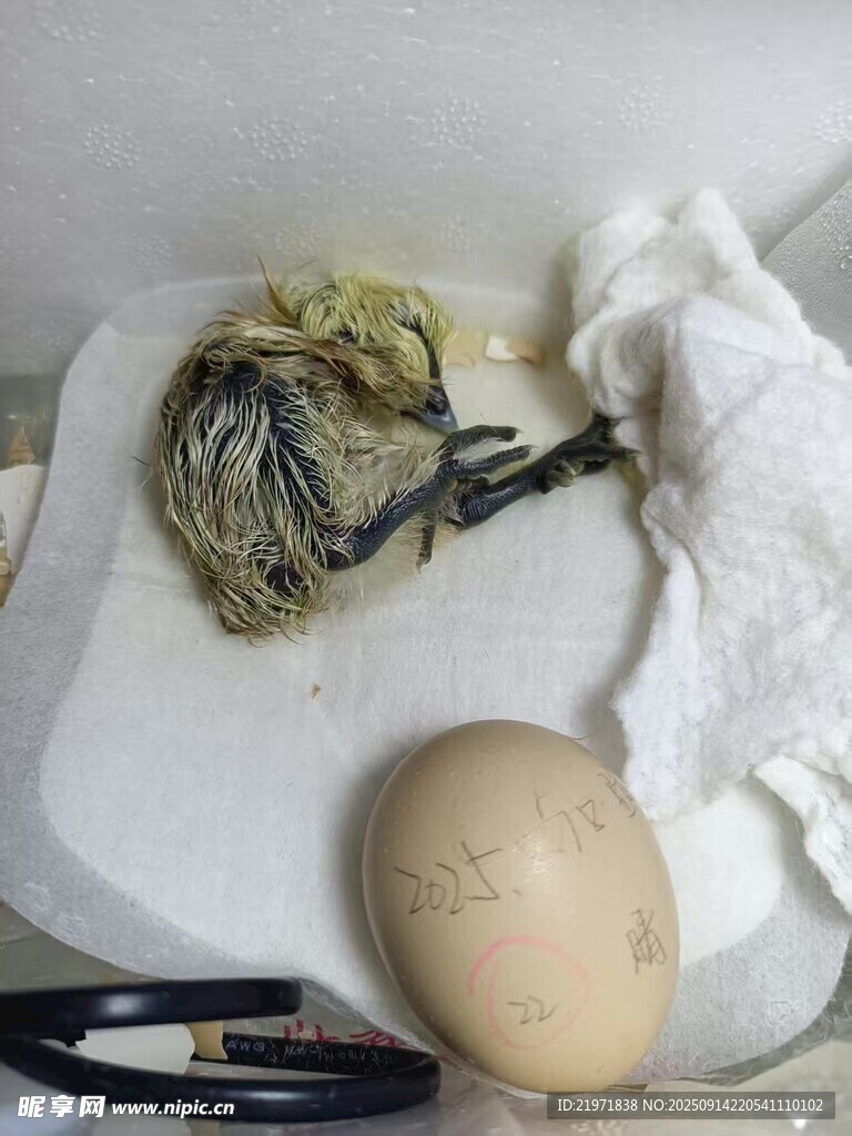 雞蛋旁的鳥巢及工具