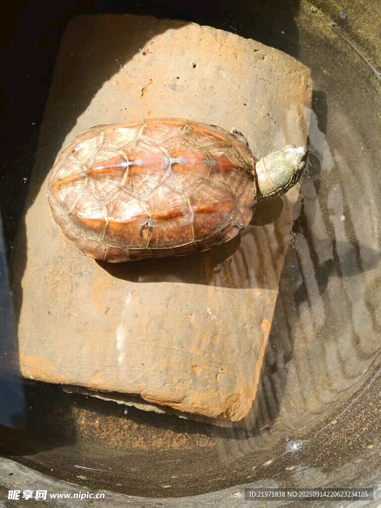 木盤上的奇特果實