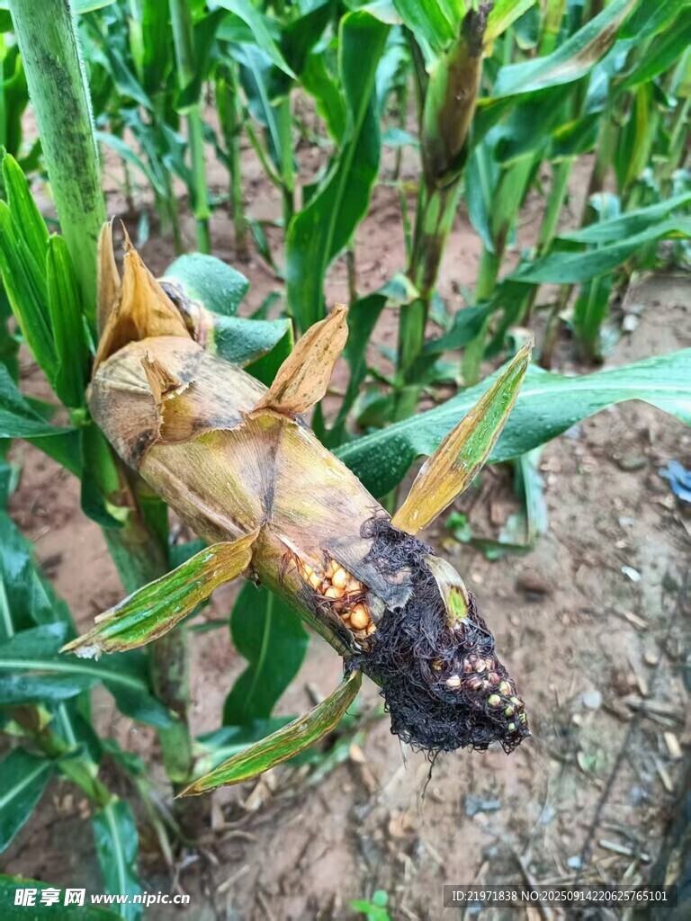 玉米上的大蝗蟲