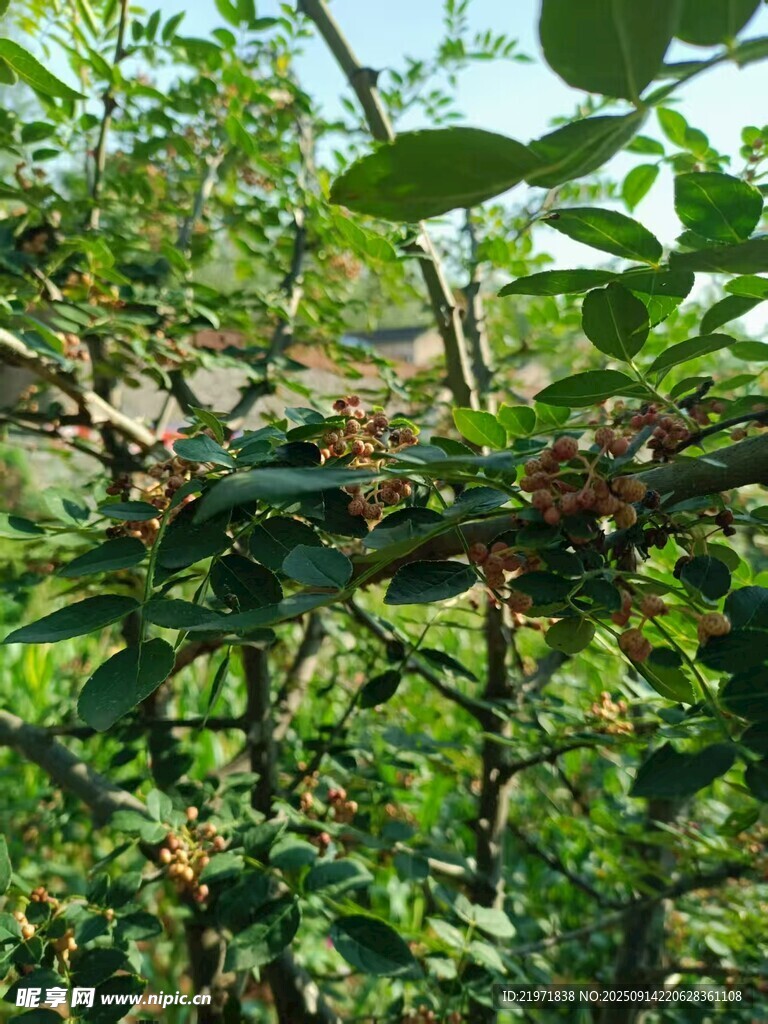 枝葉繁茂的綠色植物景觀