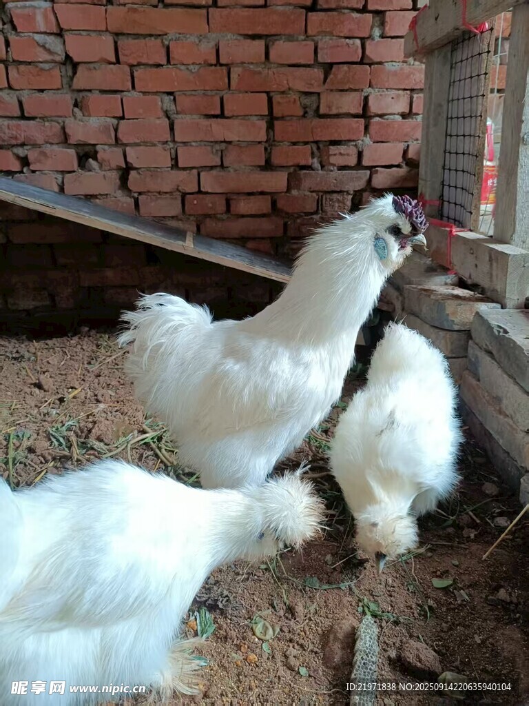 庭院中覓食的幾只白雞