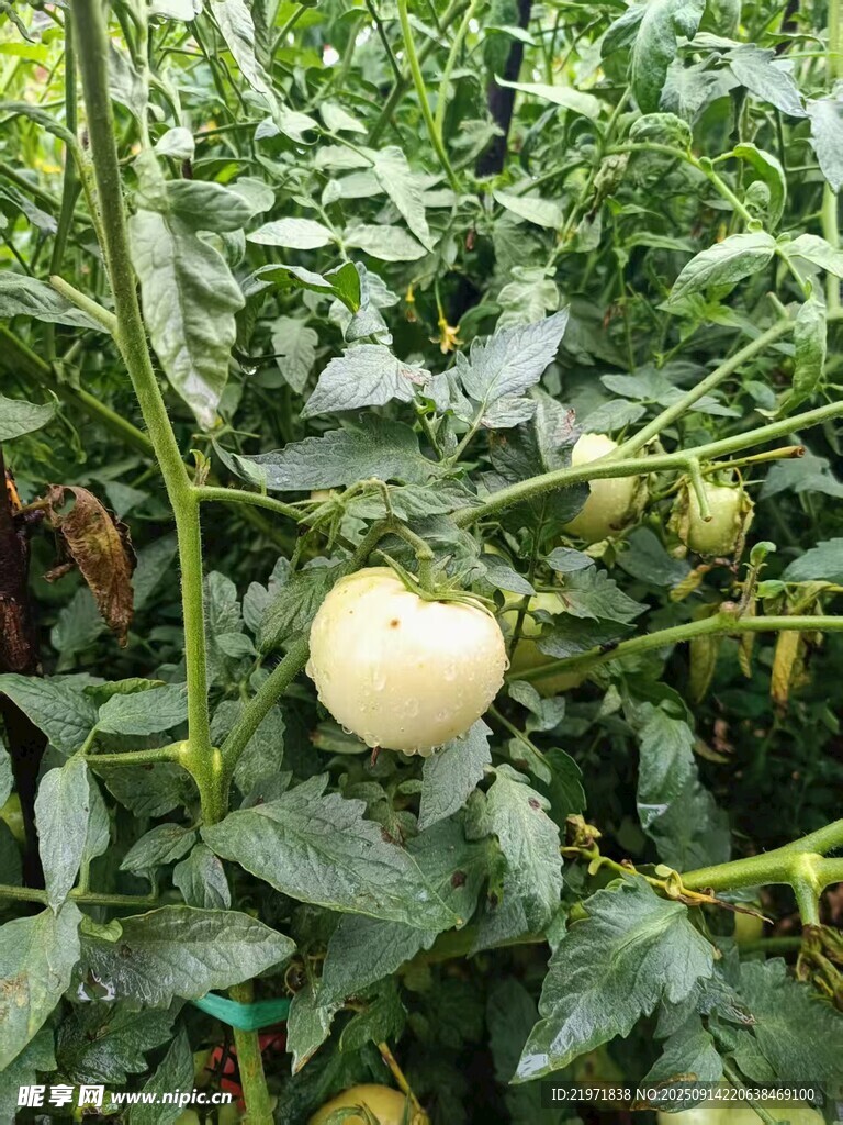 藤蔓上的圓潤白番茄