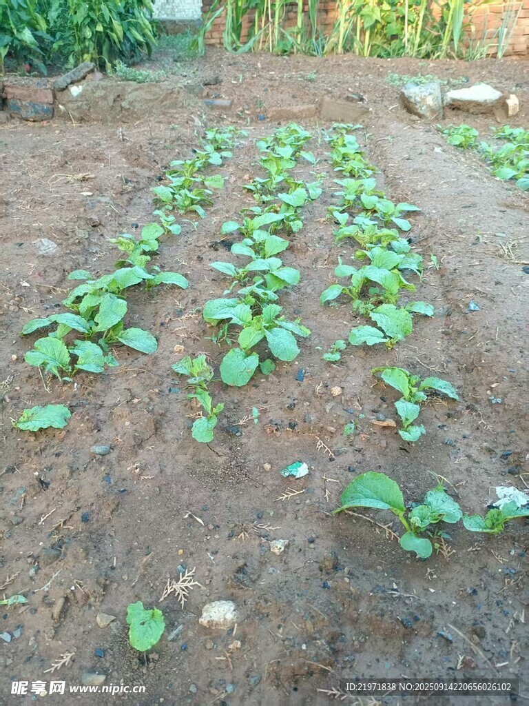 菜園里的嫩綠蔬菜幼苗