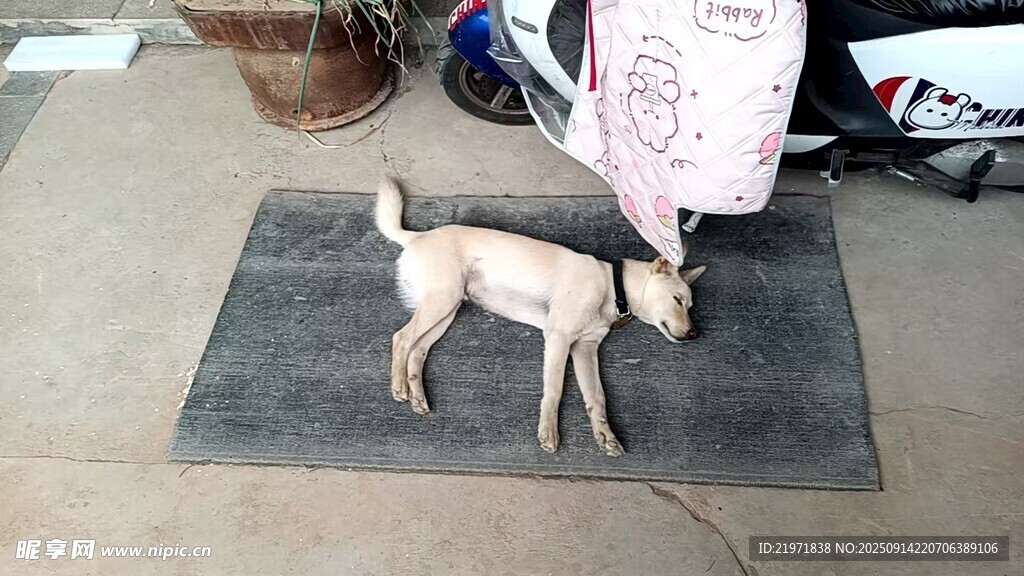 土犬趴在灰色墊子上