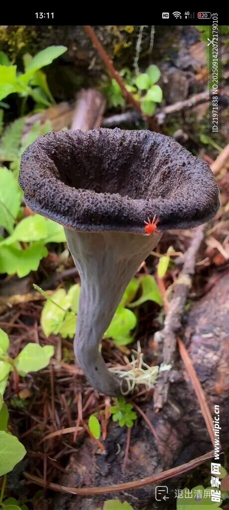 野外獨(dú)特的灰黑色蘑菇