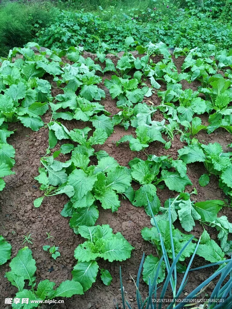 田間嫩綠蔬菜生機勃勃