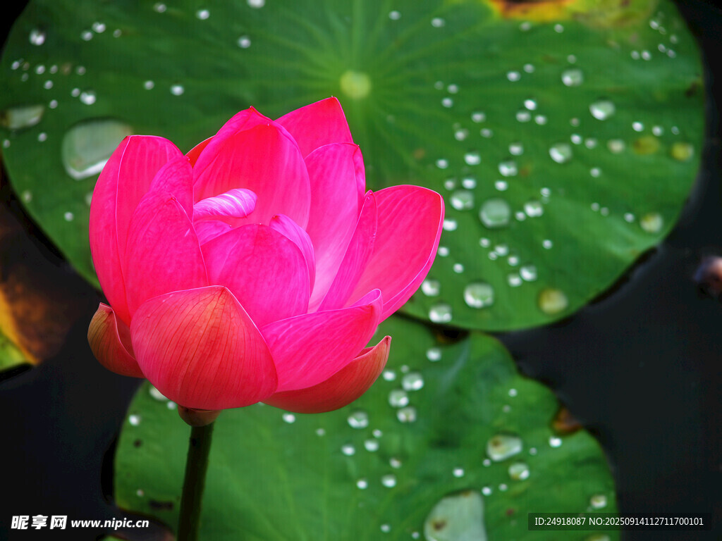 嬌艷荷花與帶露荷葉