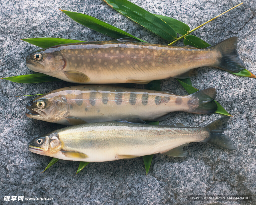 海鮮圖片 海魚 水產(chǎn)
