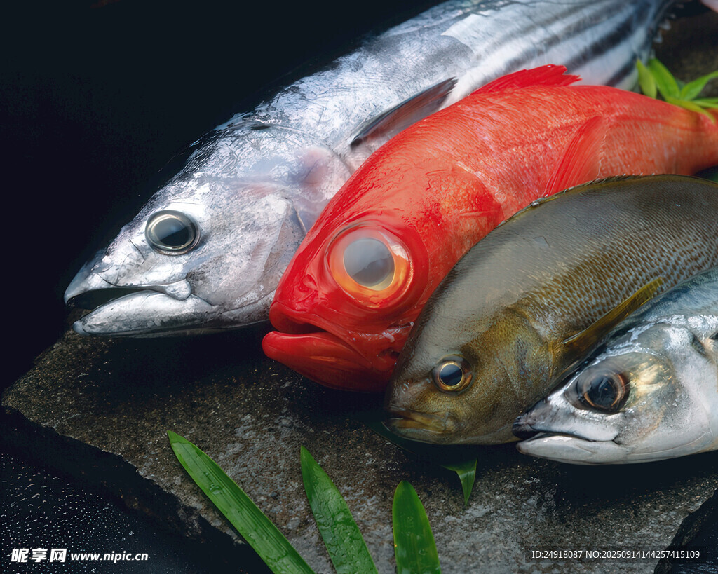 新鮮多樣海魚陳列展示