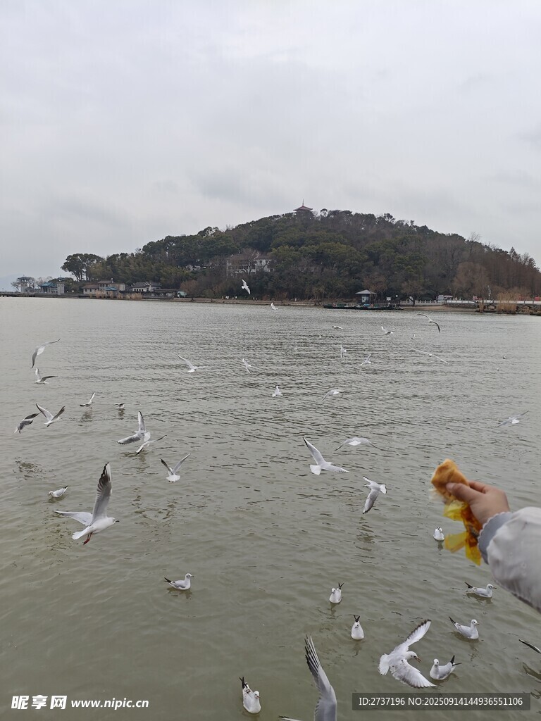湖畔海鷗