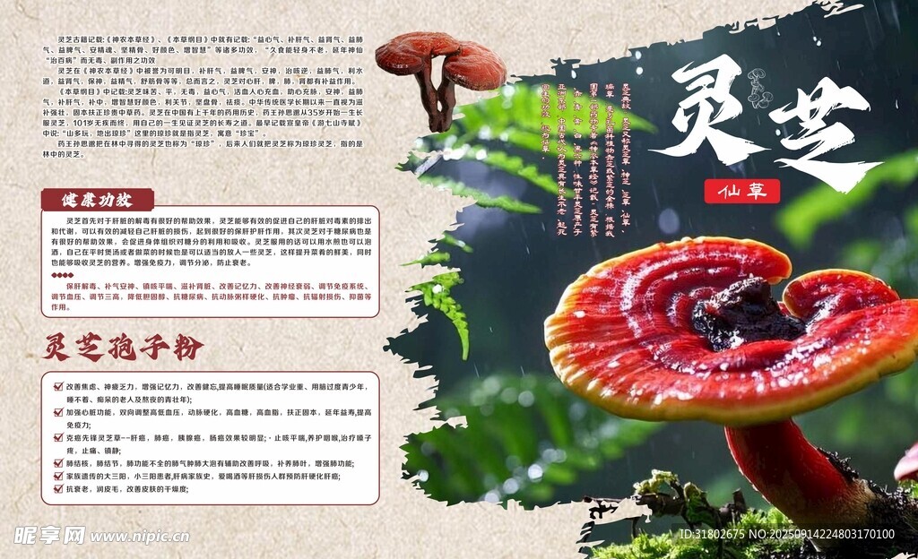 靈芝科普  珍貴菌類植物展示