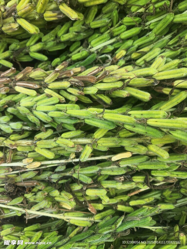 翠綠鮮嫩的葉菜類蔬菜