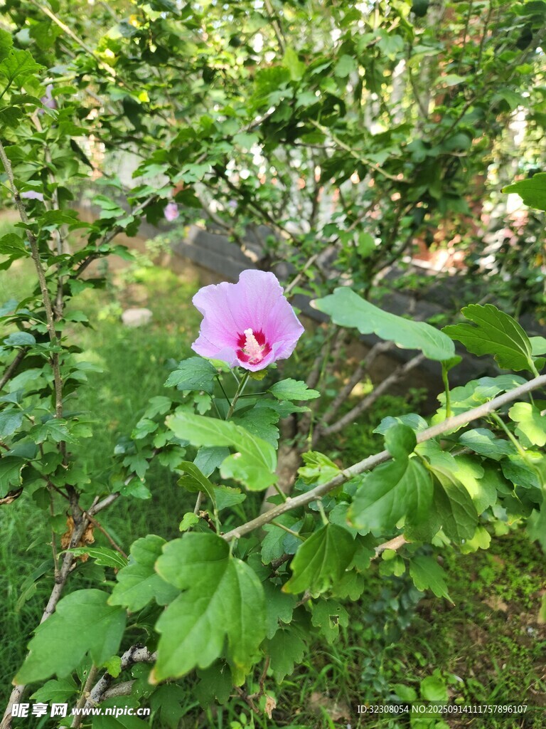 綠葉叢中的嬌艷粉花