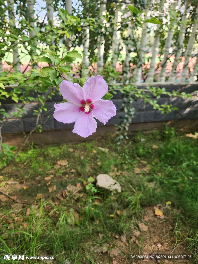 花園中綻放的嬌艷粉花