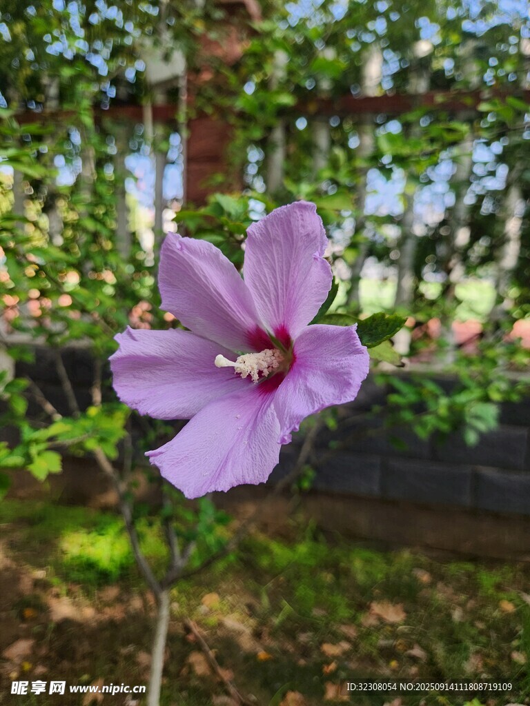嬌艷紫色木槿花綻放