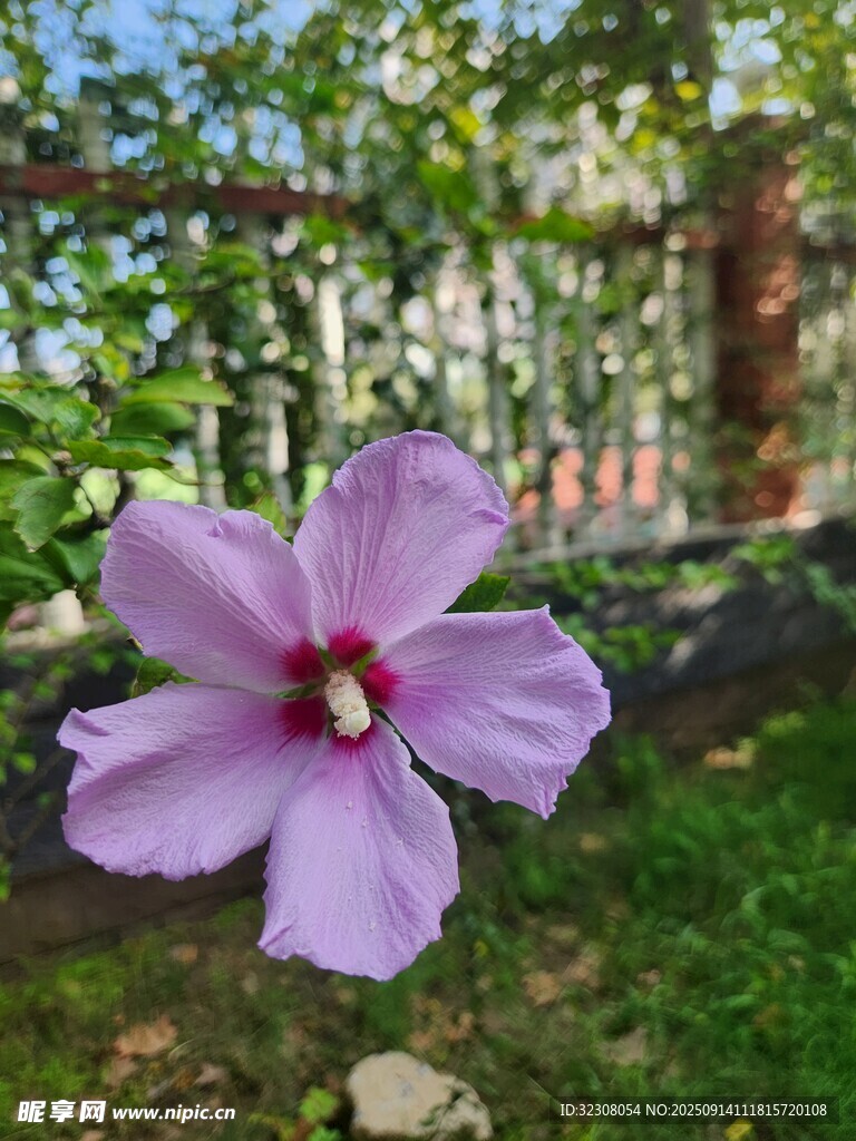 嬌艷紫花綻放于綠意間