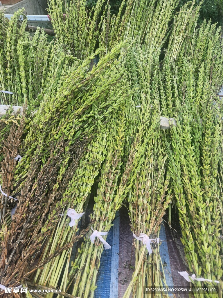 新鮮蘆筍待售