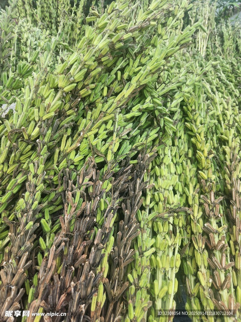 翠綠繁茂的植物藤蔓景觀