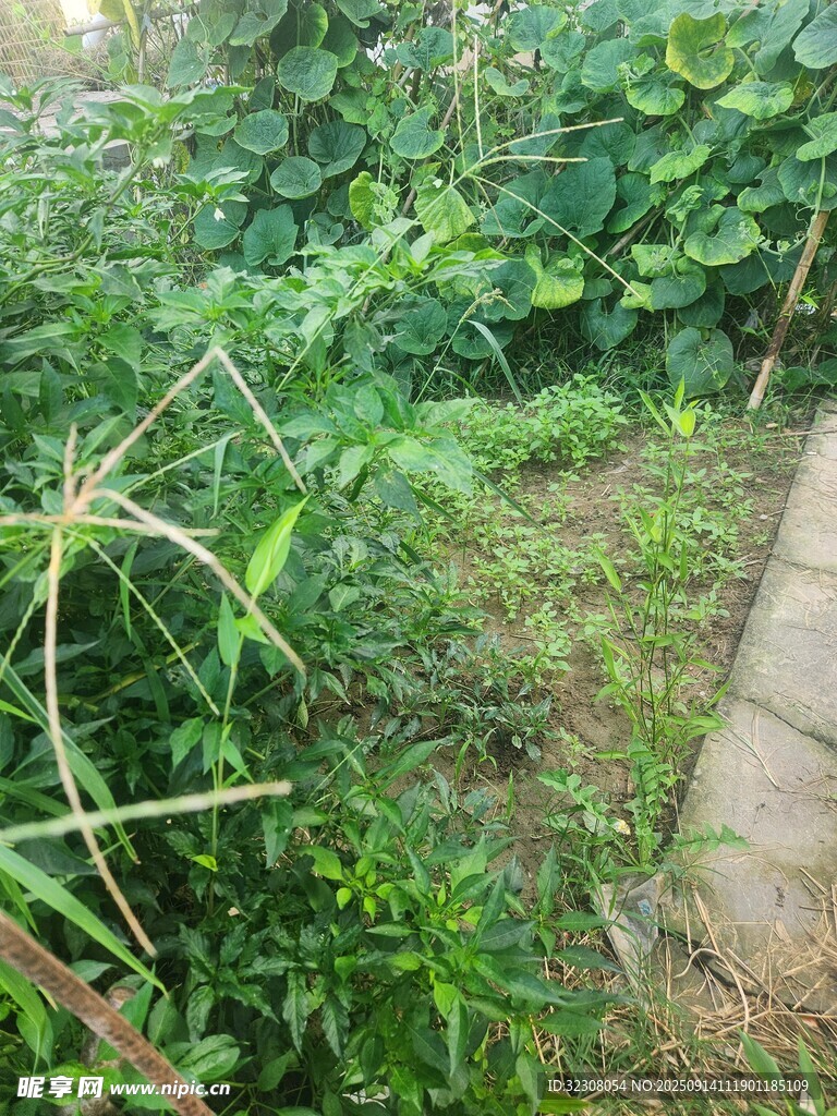庭院中的繁茂綠植