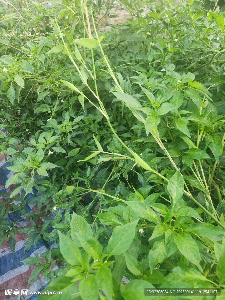 嫩綠繁茂的植物生長景象