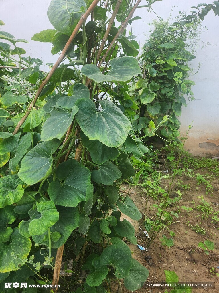 綠葉繁茂的田間植物