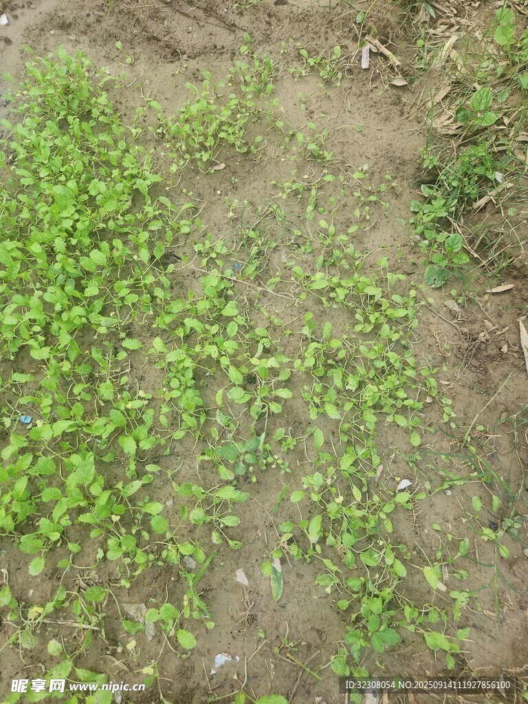 嫩綠幼苗破土生長
