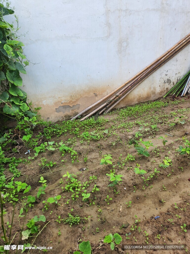 墻邊綠植與堆放的木桿