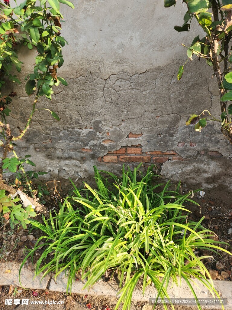 墻邊綠植景觀