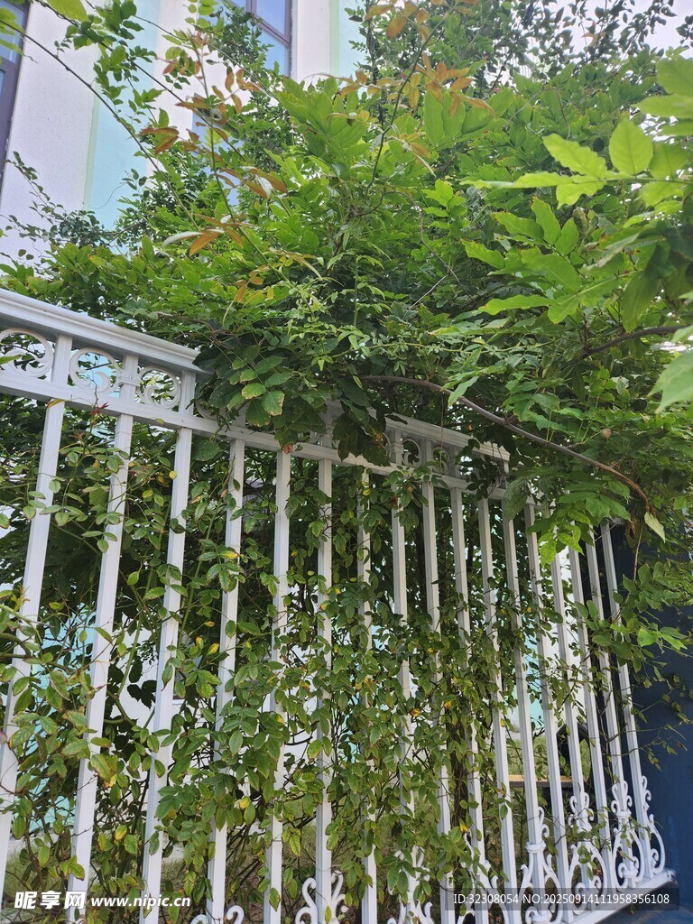 白色柵欄上的繁茂綠植