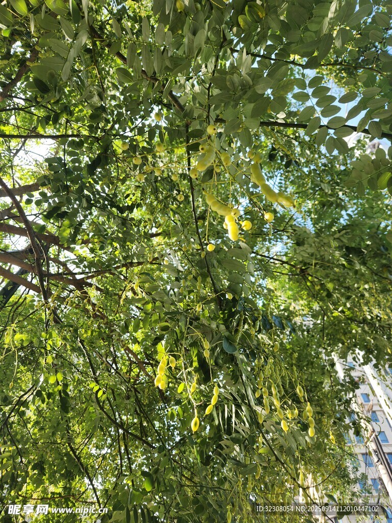 繁茂綠樹間的光影景致