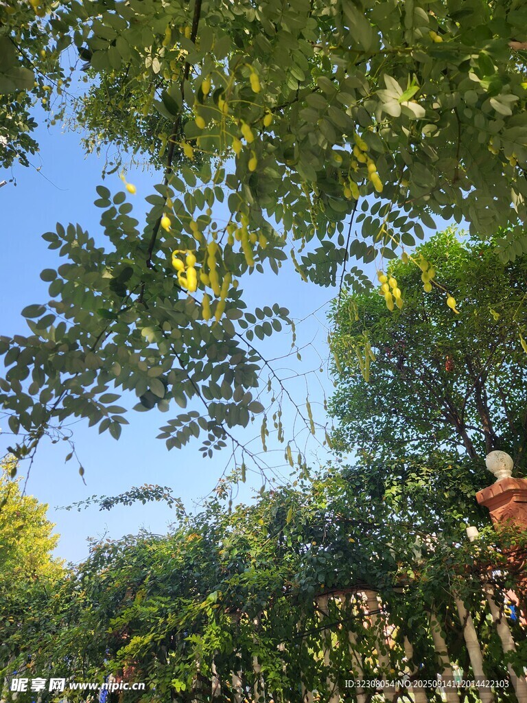仰望藍(lán)天綠葉繁茂景象