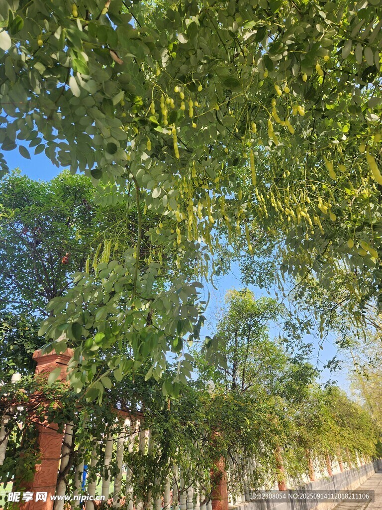 綠蔭下的戶外景致