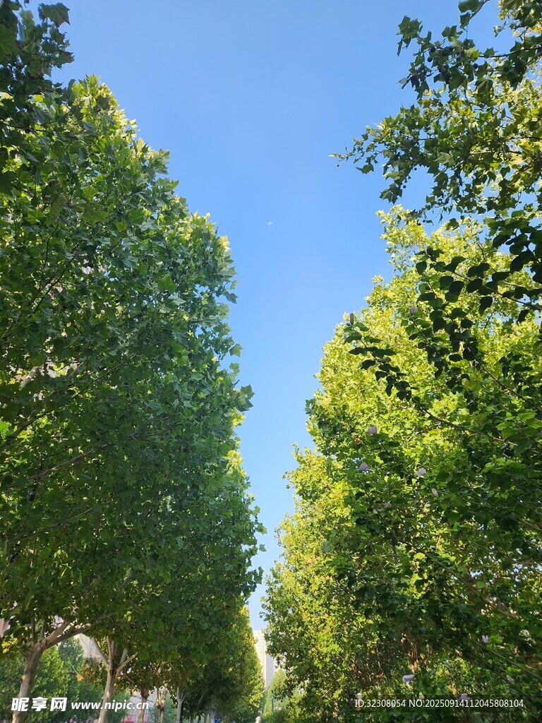 林蔭大道綠樹成蔭