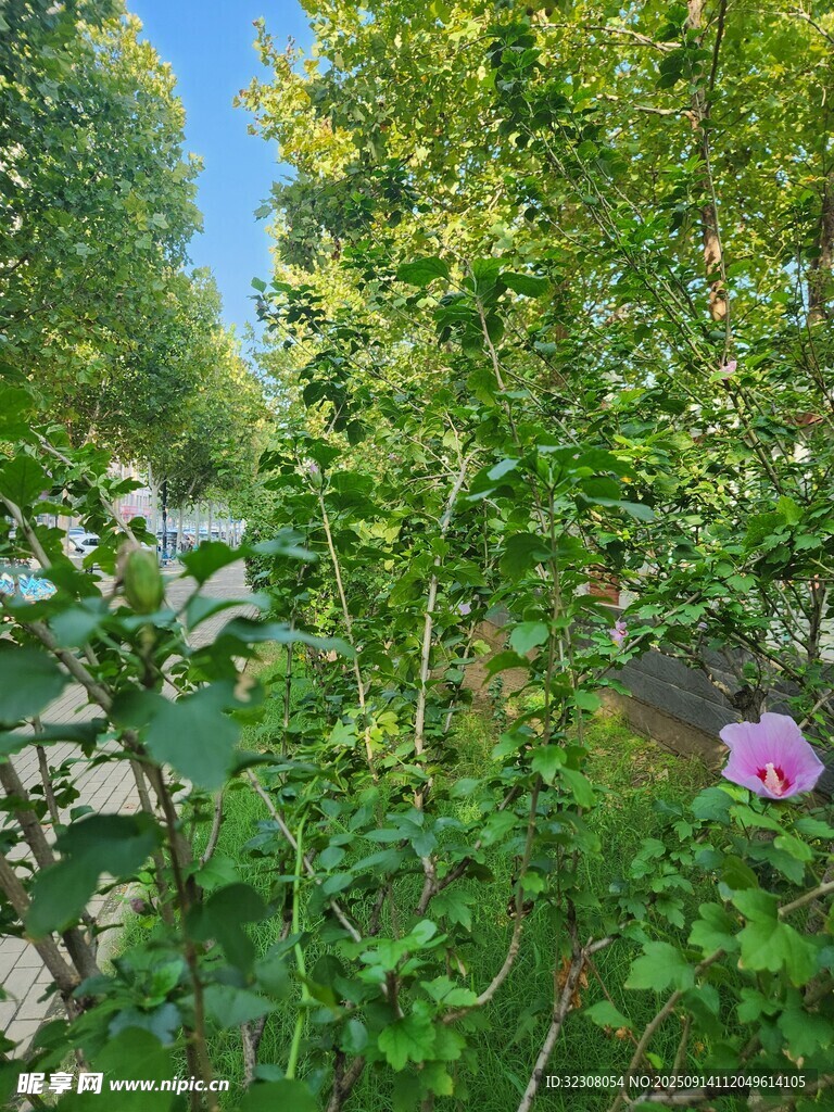 花園中的嬌艷粉色花朵