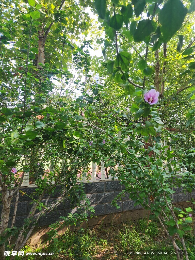 林間繁花綻放