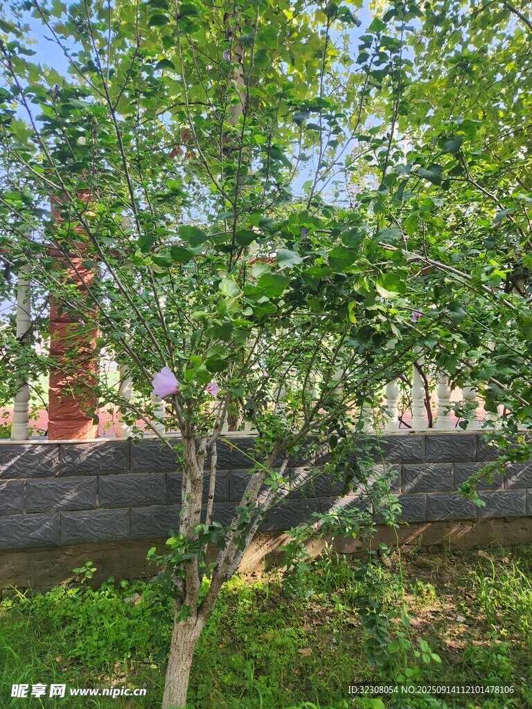 庭院綠樹(shù)景觀