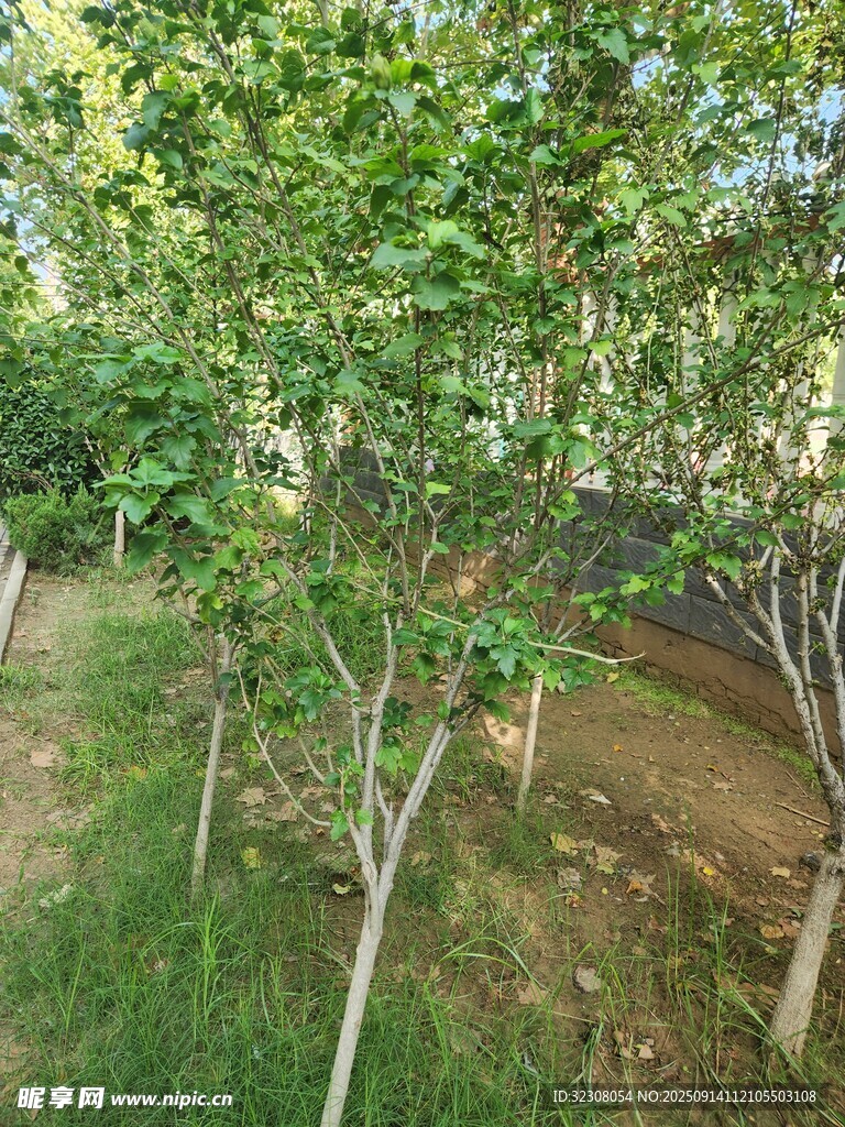 綠樹成排的苗木種植地