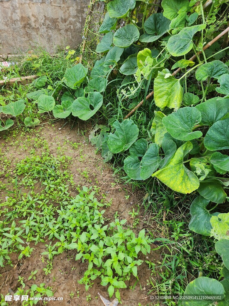 地面綠植景觀