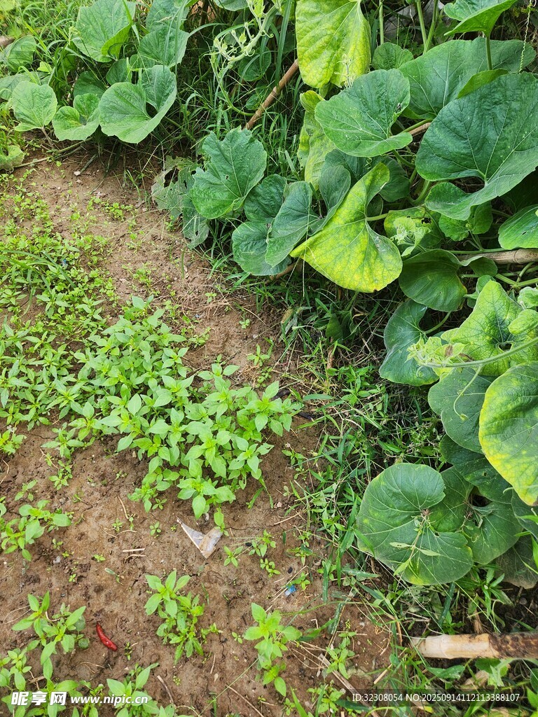 田園間的嫩綠植物景觀