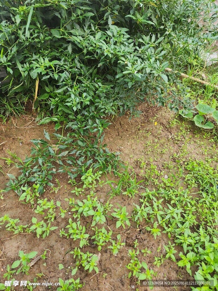 戶外綠植叢生的自然場景
