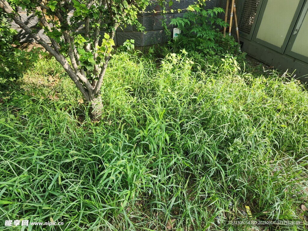 庭院中茂盛的綠草與小樹