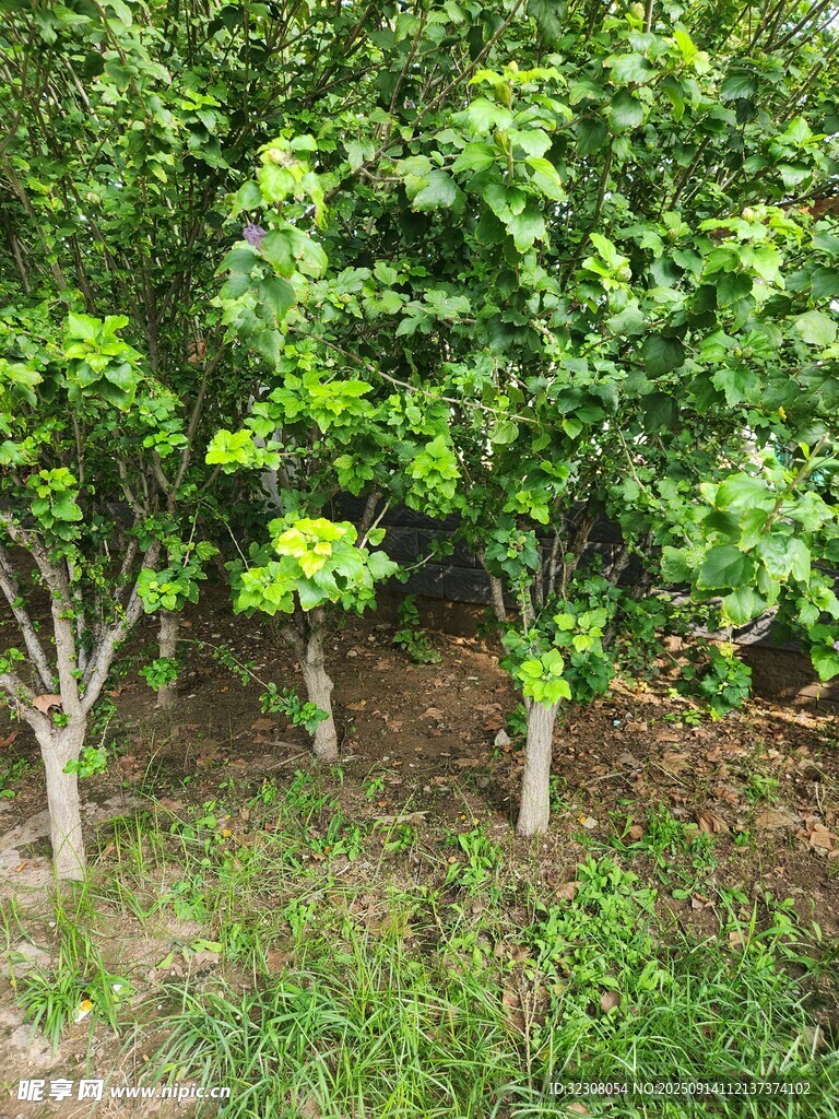 綠樹成排的清新植物景觀