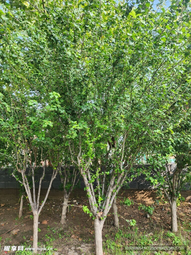 綠樹成排的苗木種植場景