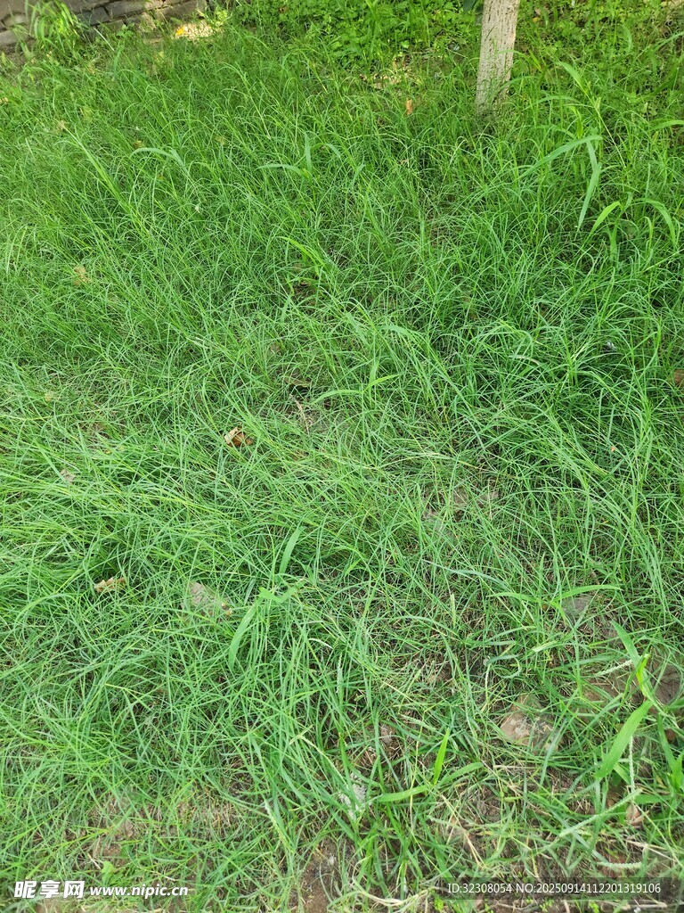 翠綠草地近景畫面