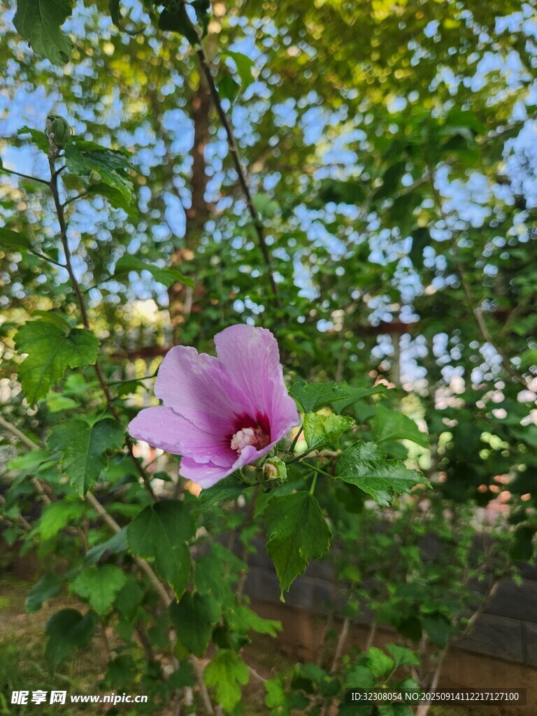 嬌艷木槿花綻放綠意間