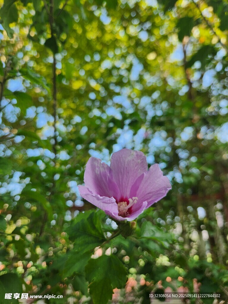 綻放的粉色木槿花