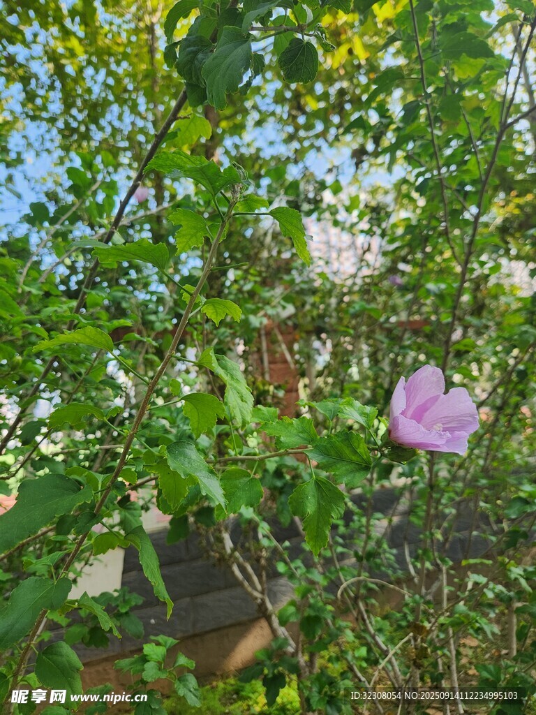 綠葉間的粉色花朵