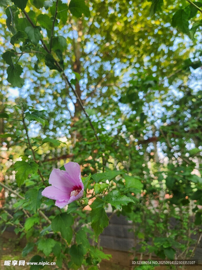 綠葉間的嬌艷粉色木槿花