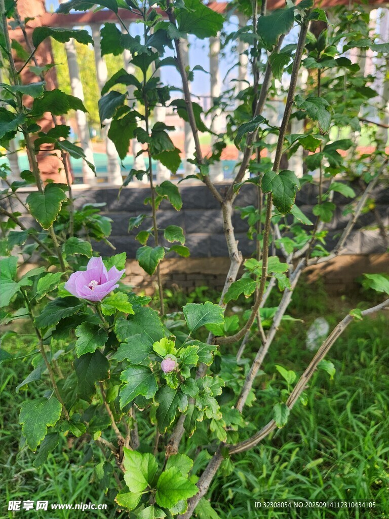 綠葉間綻放的嬌艷花朵